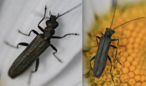 Oedemera sp.